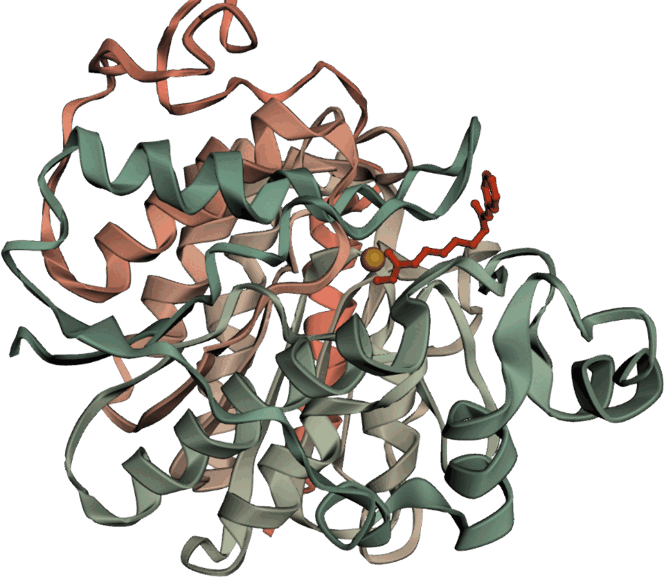Cartoon model of the human HDAC2 catalytic domain with vorinostat bound in the active site next to the catalytic zinc ion.